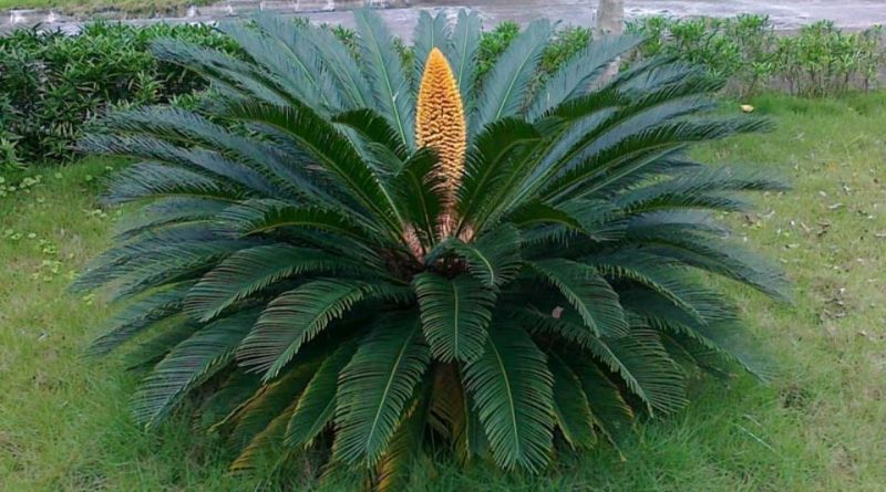 WBCS Structural Features Of Cycas - Botany Notes IMAGE