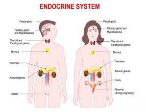 WBCS Endocrine System - General Science Notes IMAGE