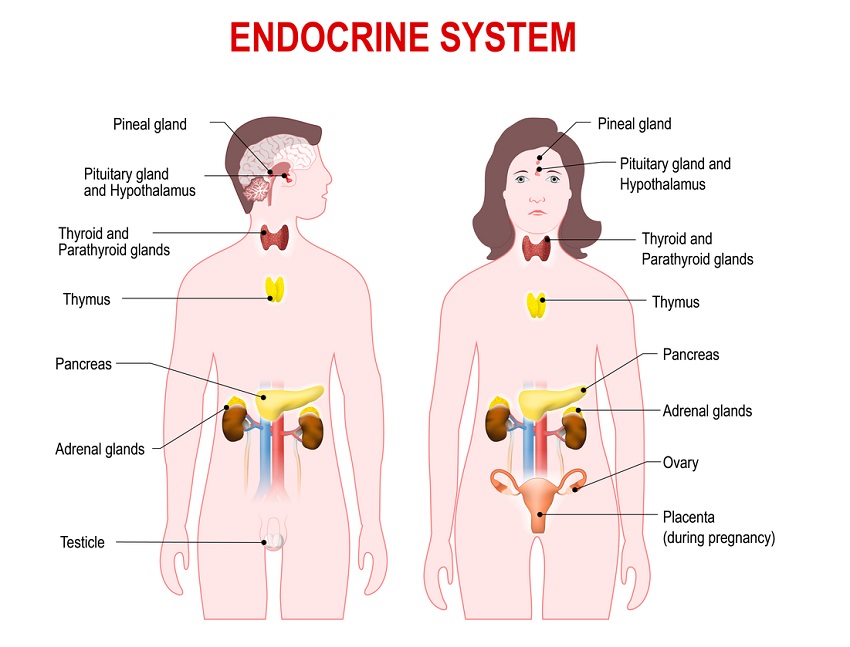 WBCS Endocrine System - General Science Notes IMAGE