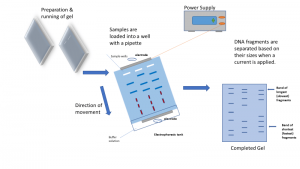 WBCS ELECTRICAL ENGINEERING QUESTION PAPER IMAGE