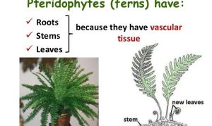 WBCS Economic Importance Of Pteridophytes - Botany Notes IMAGE
