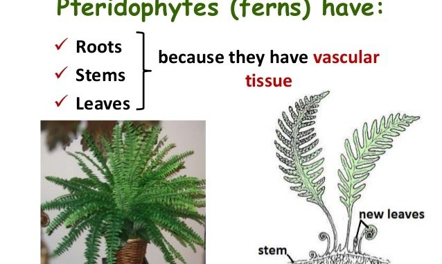 WBCS Economic Importance Of Pteridophytes - Botany Notes IMAGE