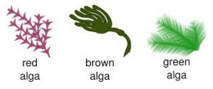 WBCS PLANT KINGDOM - Algae - General Science Notes IMAGE