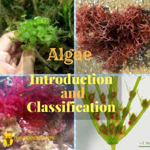 WBCS Types Of Algae - General Science Notes IMAGE
