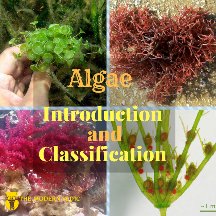 WBCS Types Of Algae - General Science Notes IMAGE