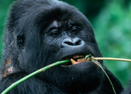 WBCS African Apes - Anthropology Notes IMAGE