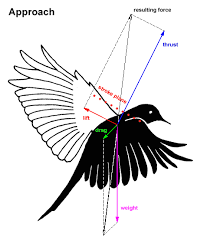 WBCS Aerodynamics In Birds Flight - Zoology Notes IMAGE