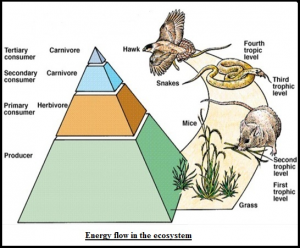 WBCS Zoology Notes On - Energy Flow IMAGE