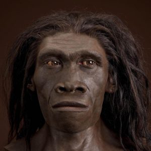 WBCS Homo Erectus - Anthropology Notes IMAGE