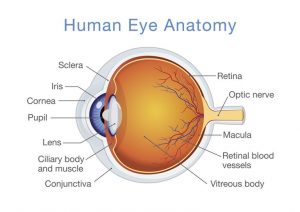 WBCS The Human Eye - General Science Notes IMAGE