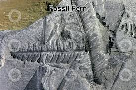 WBCS Botany Notes - On Fossil Pteridophytes IMAGE