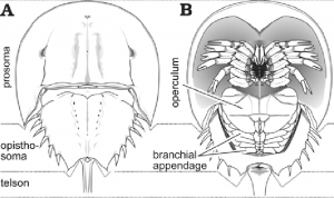 WBCS Limulus - Zoology Notes IMAGE