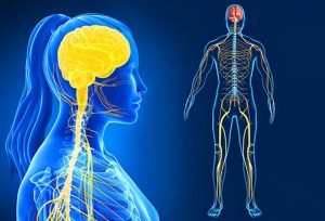 WBCS General Science Notes Nervous System IMAGE