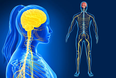 WBCS General Science Notes Nervous System IMAGE