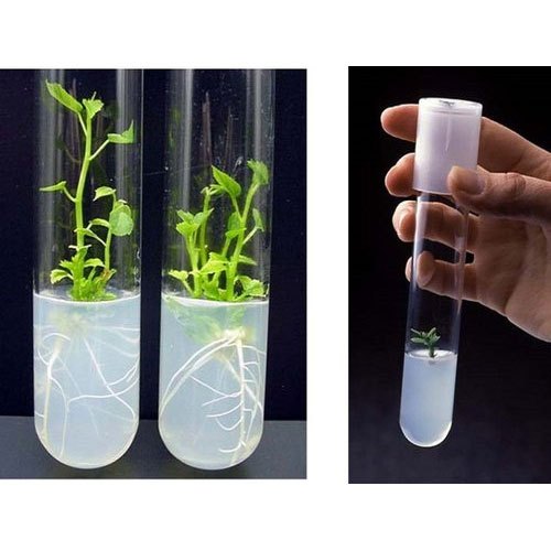 WBCS Botany Notes On - Plant Tissue Culture IMAGE