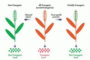 WBCS Transgenic Plants - Botany Notes IMAGE