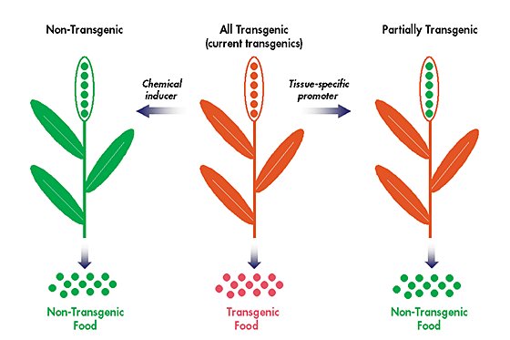 WBCS Transgenic Plants - Botany Notes IMAGE