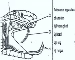 WBCS Poison Apparatus In Snakes - Zoology Notes IMAGE