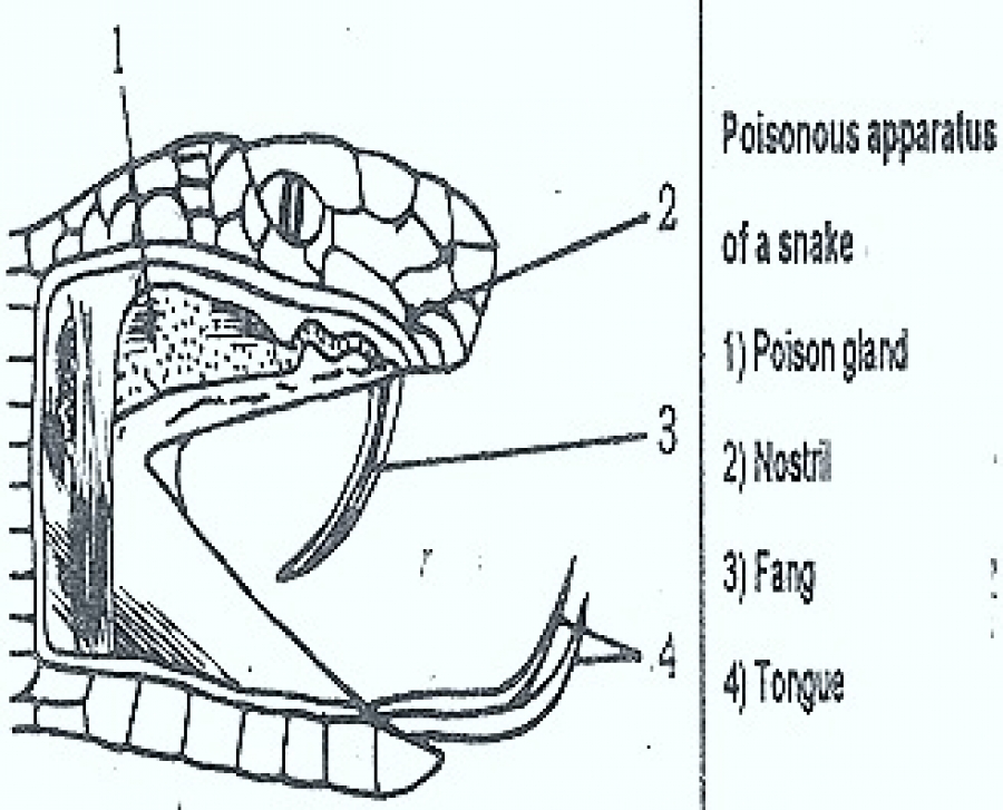 WBCS Poison Apparatus In Snakes - Zoology Notes IMAGE