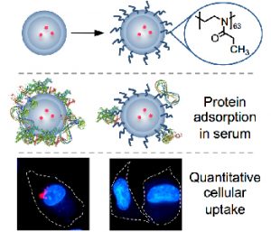 WBCS Uptake Proteins - Chemistry Notes IMAGE