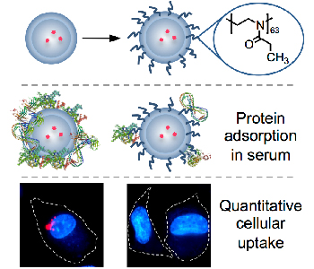 WBCS Uptake Proteins - Chemistry Notes IMAGE