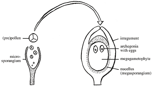WBCS Botany Notes On - Origin Of Seed Habit IMAGE