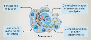 WBCS Anthropology Notes On - Senescence IMAGE