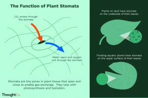 WBCS Stomata - Types - Botany Notes IMAGE