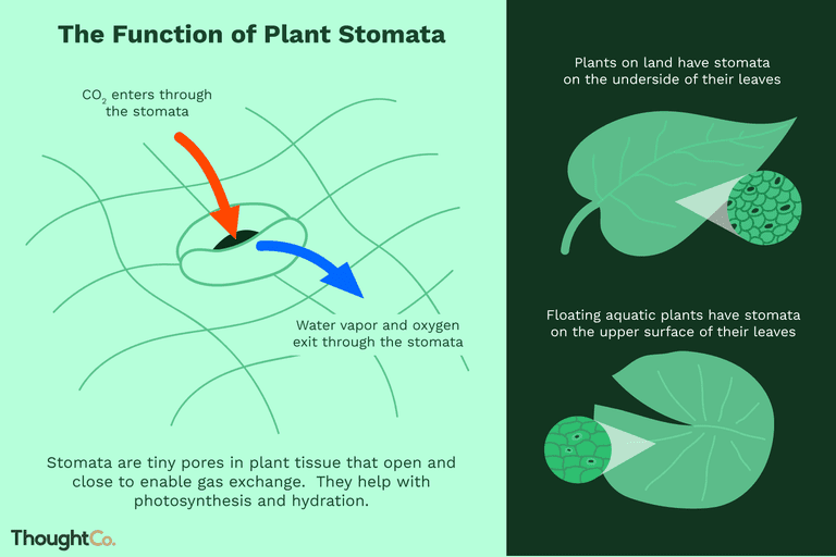 WBCS Stomata - Types - Botany Notes IMAGE