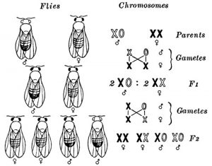 WBCS Sex-linked Inheritance In Drosophila - Zoology Notes IMAGE