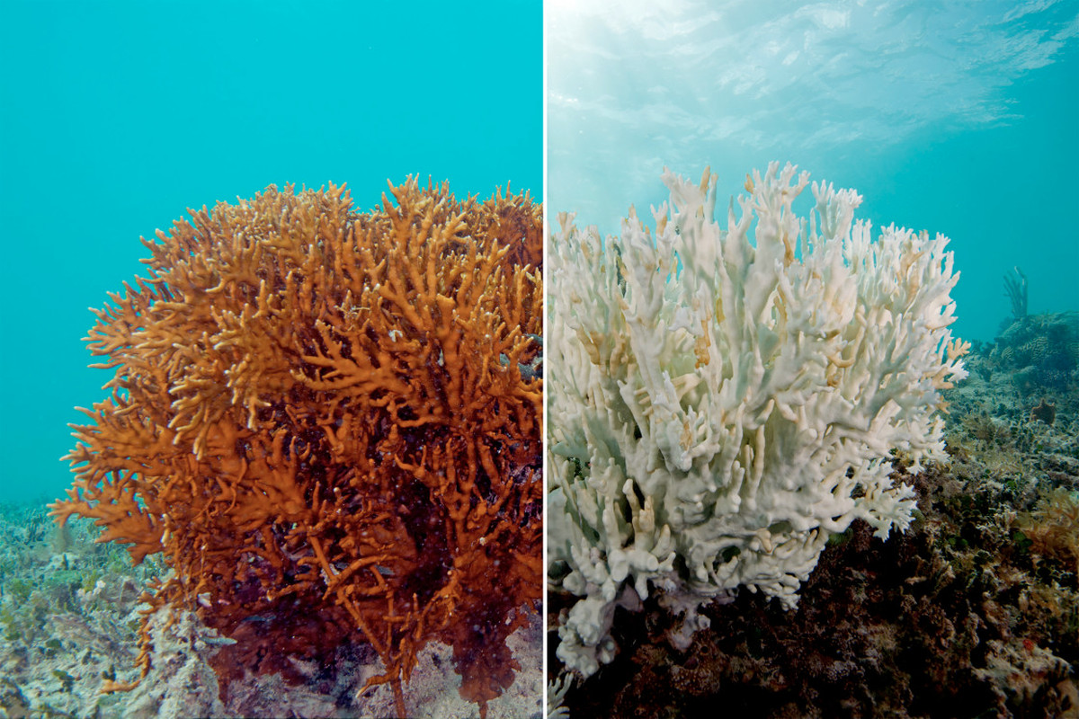 WBCS Coral Bleaching - Geography Notes IMAGE