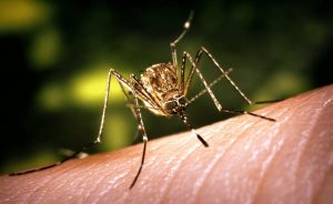 WBCS Medical Science Notes On - Japanese Encephalitis NOTES IMAGE