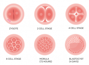 WBCS Botany Notes On - Embryology NOTES