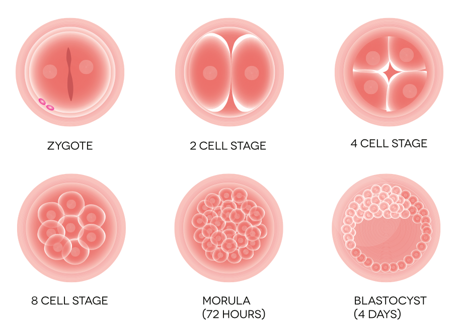 WBCS Botany Notes On - Embryology NOTES