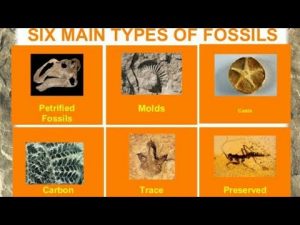 WBCS Types Of Fossils - Geology Notes IMAGE