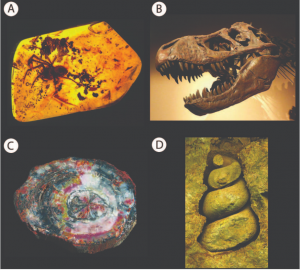 WBCS Fossil Preservation - Geology Notes IMAGE