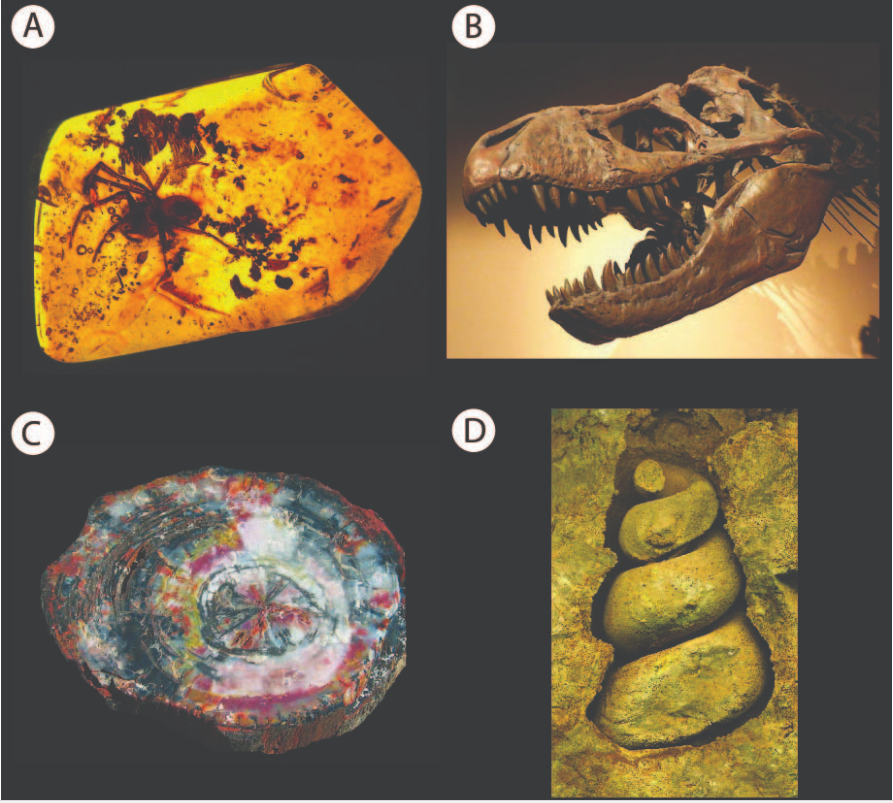 WBCS Fossil Preservation - Geology Notes IMAGE