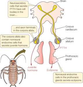 WBCS Insect Endocrine Glands - Zoology Notes IMAGE