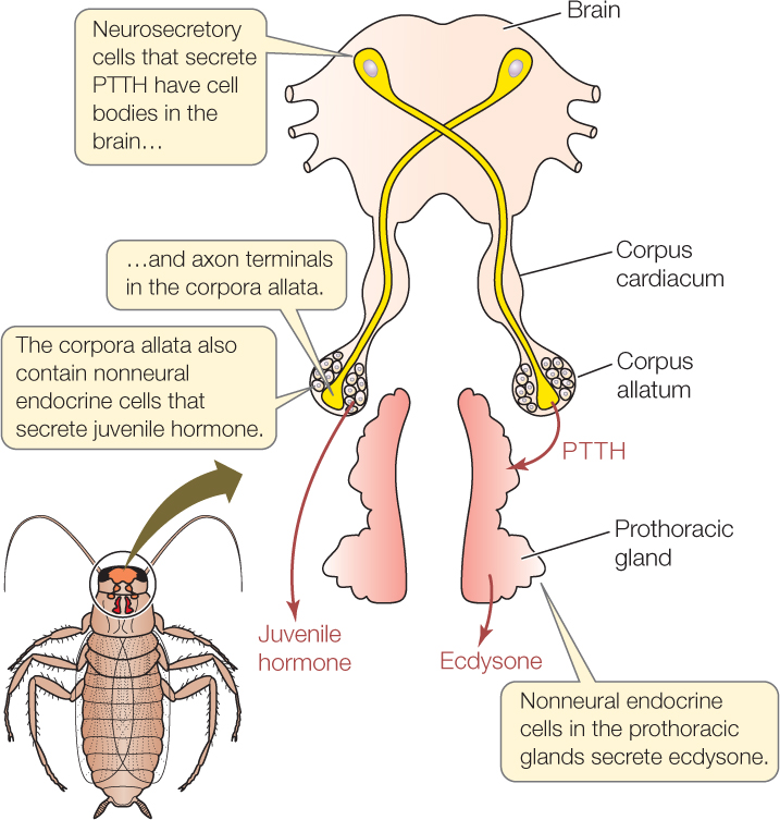 WBCS Insect Endocrine Glands - Zoology Notes IMAGE
