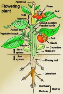 WBCS Botany Notes - On - Plant Anatomy IMAGE