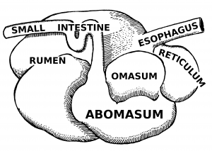 WBCS Ruminant Stomach - Zoology Notes IMAGE