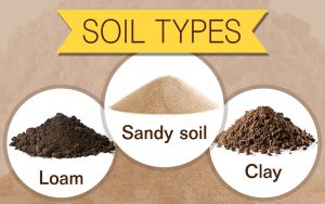 WBCS GEOGRAPHY soil notes image