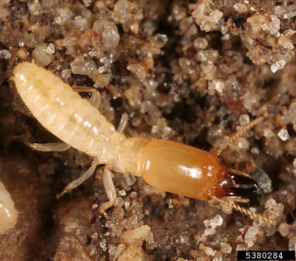 WBCS Zoology Notes On - Termites IMAGE