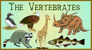 WBCS Vertebrates - General Science Notes IMAGE