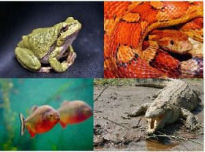 WBCS General Science Notes - On - Warm Blooded Animals IMAGE