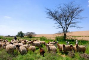 WBCS ANIMAL ECOLOGY - Animal Husbandry And Veterinary Science Notes IMAGE