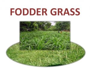 WBCS Animal Husbandry And Veterinary Science Notes On - Fodder Conservation IMAGE