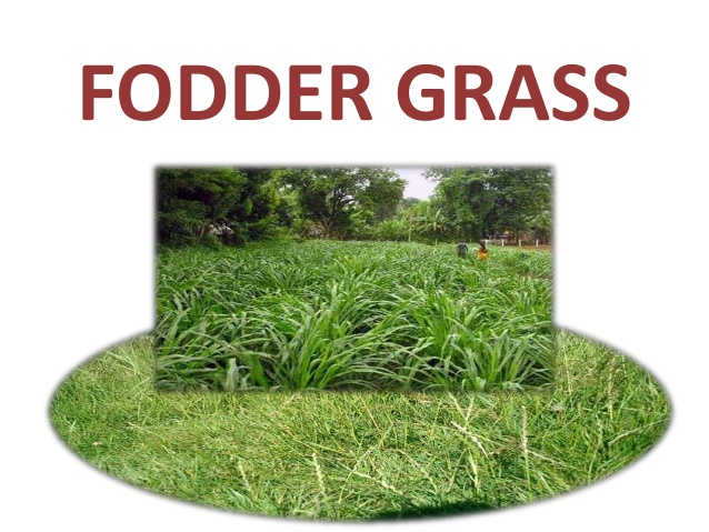 WBCS Animal Husbandry And Veterinary Science Notes On - Fodder Conservation IMAGE