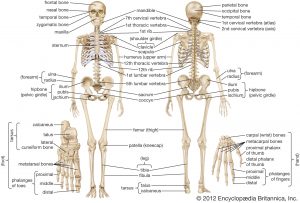 WBCS Skeletal System - General Science Notes IMAGE