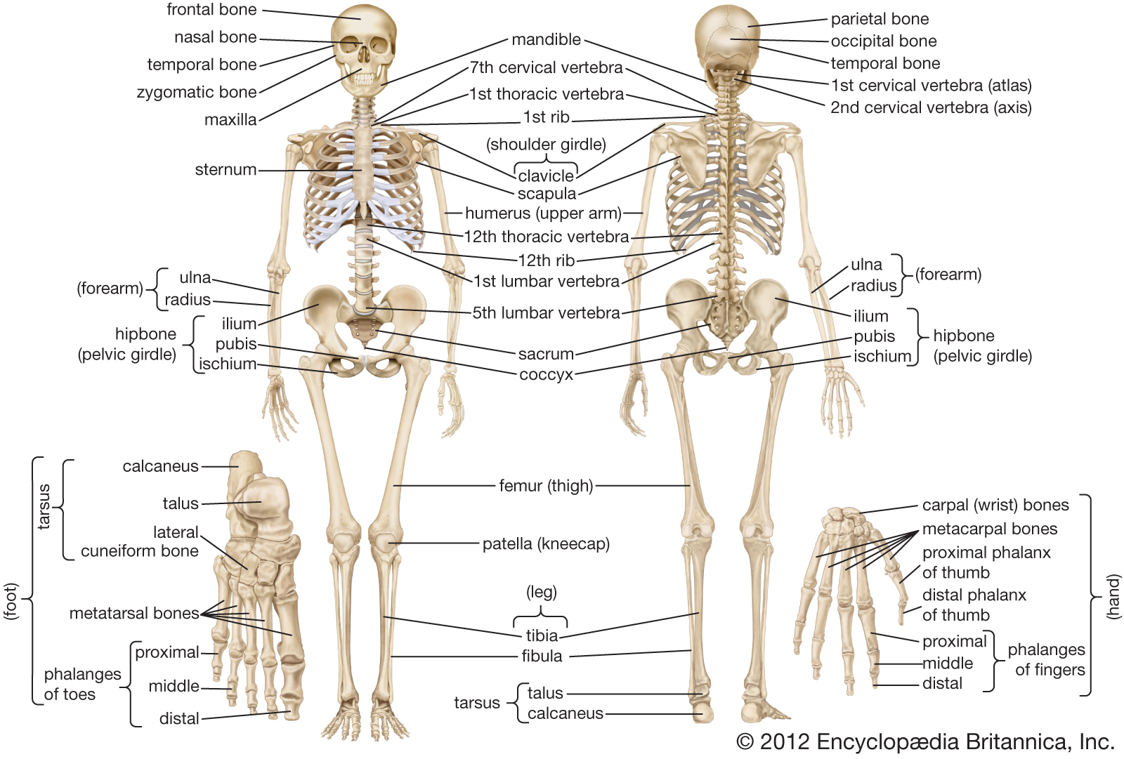 WBCS Skeletal System - General Science Notes IMAGE